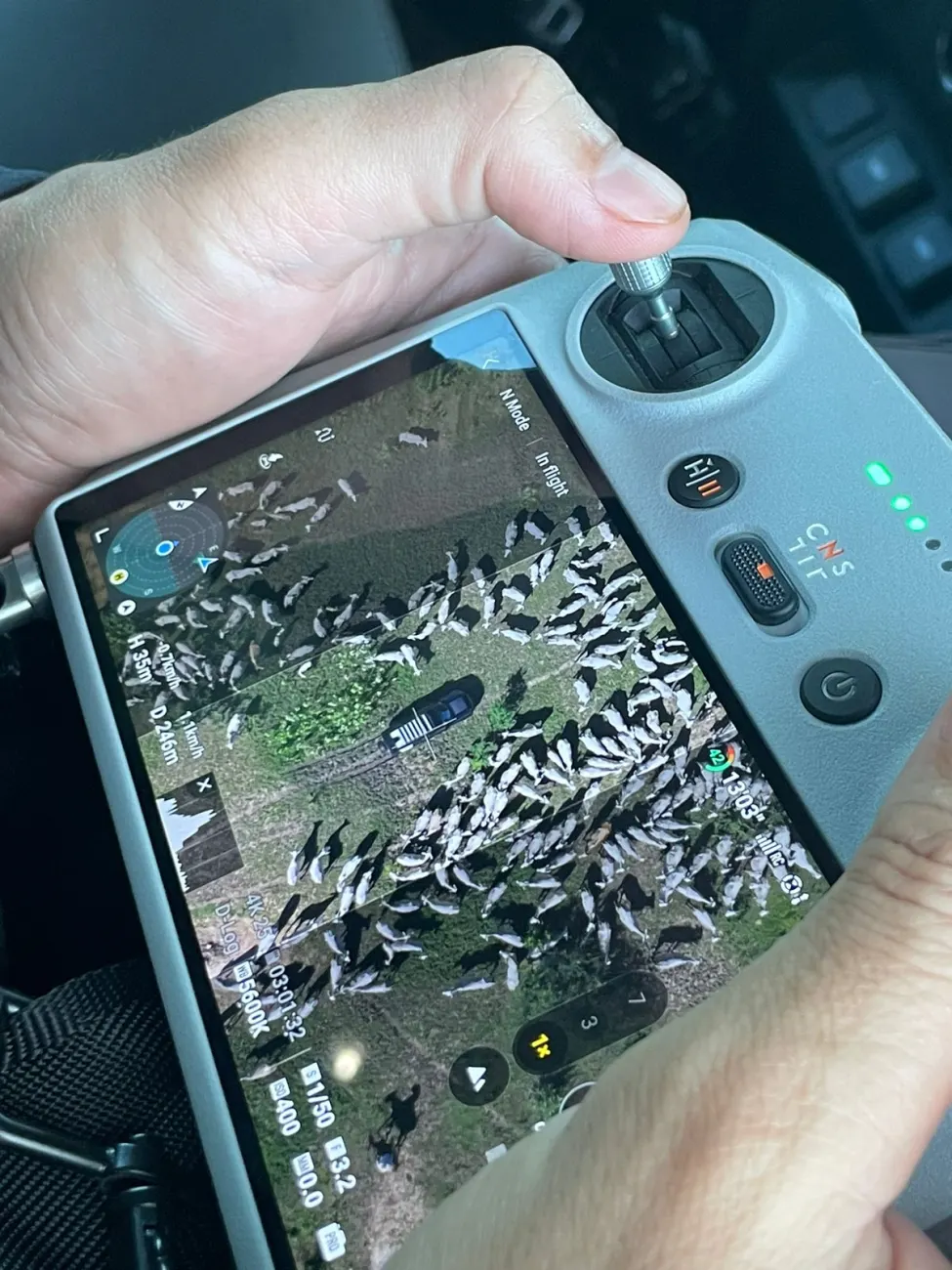 Controle de drone mostra a imagem aérea de um rebanho no Pantanal