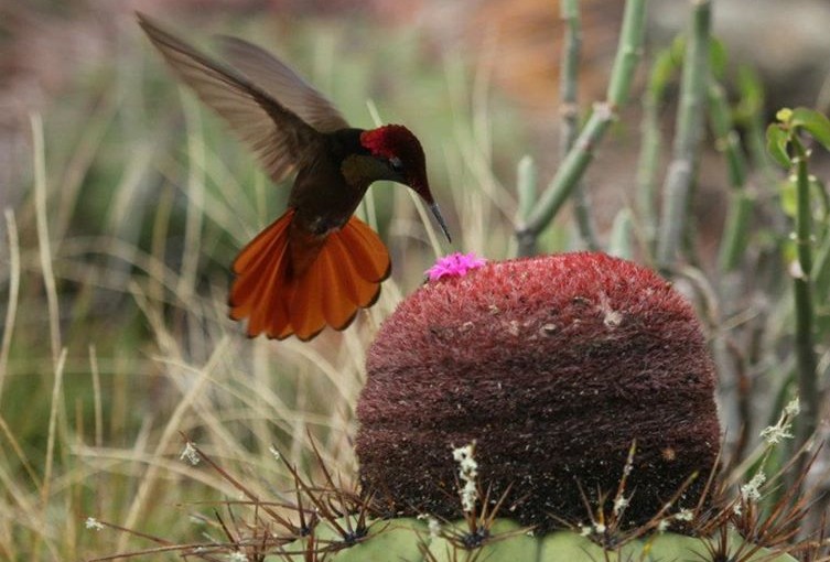 Gravando beija-flores a 1100 frames por segundo. “Hummingbirds – Jewelled Messengers”